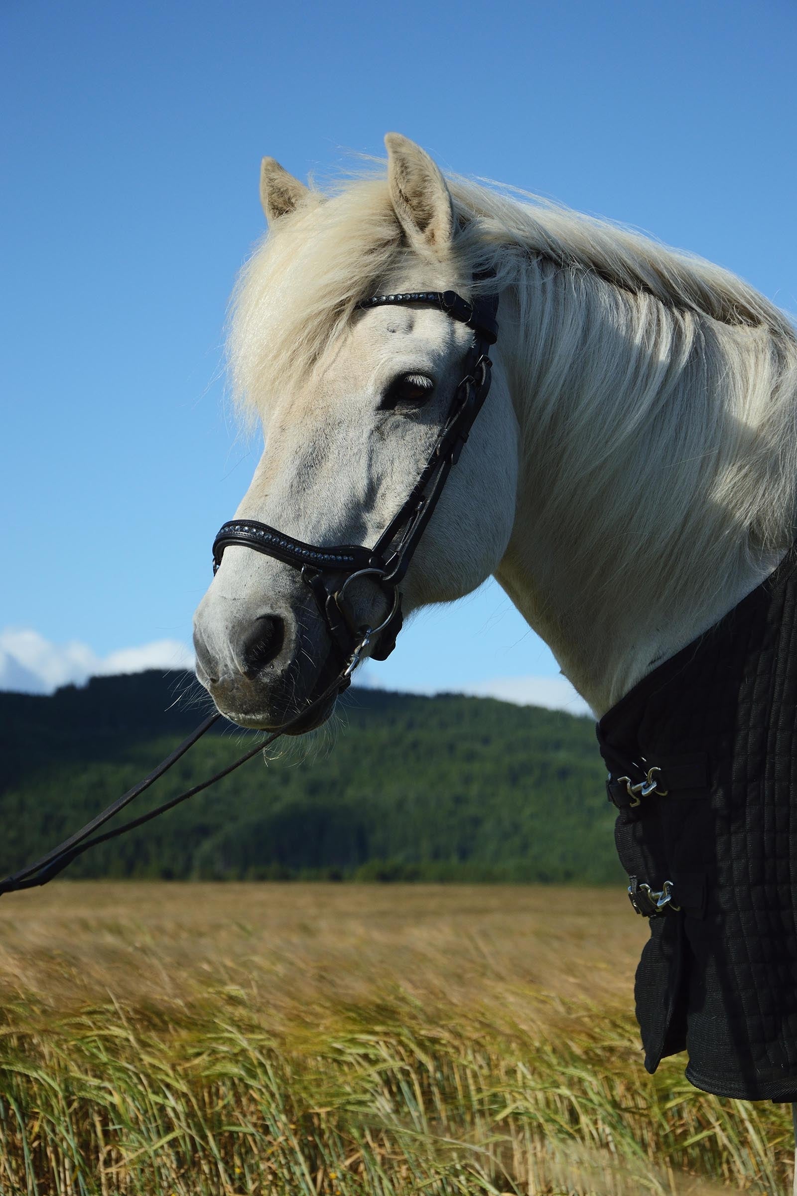 Catago Raja Icelandic Bridle Bridles & Reins