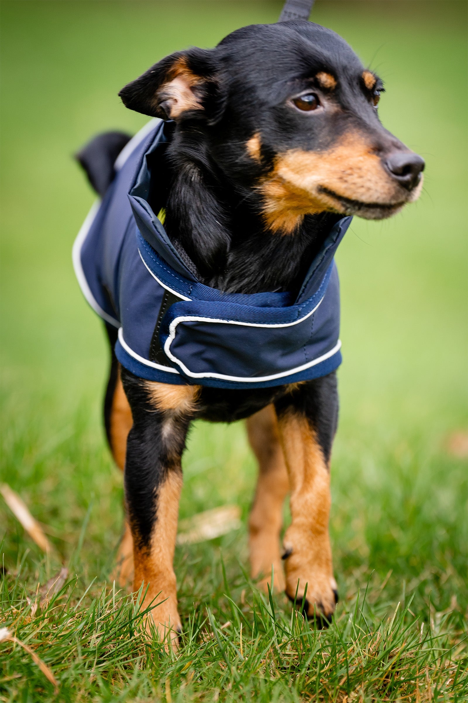 Horseware Signature Dog Rain Coat Dog Accesories