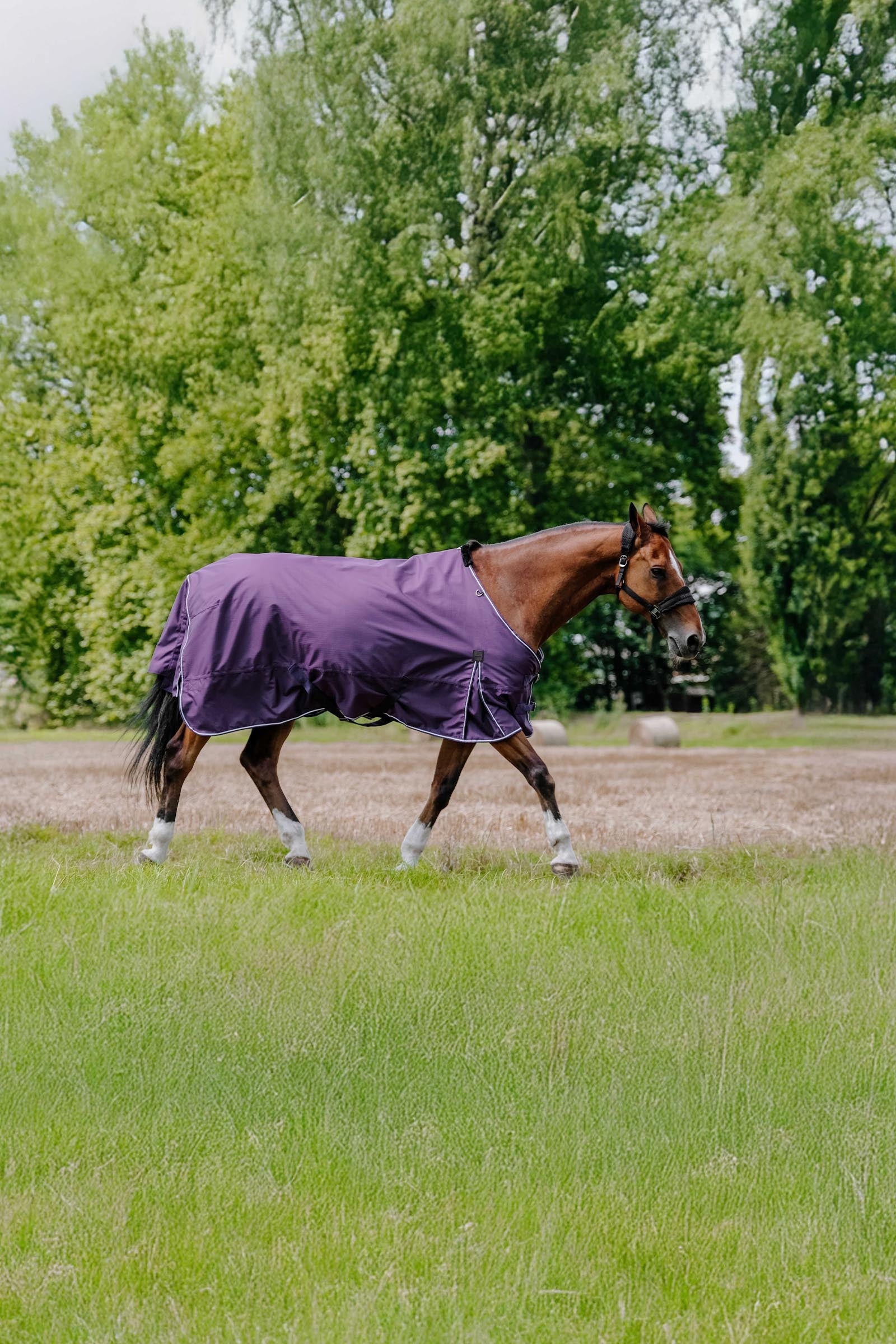 EQUITHÈME TYREX Aisance 600D outdoordeken, 50 g Paardendekens