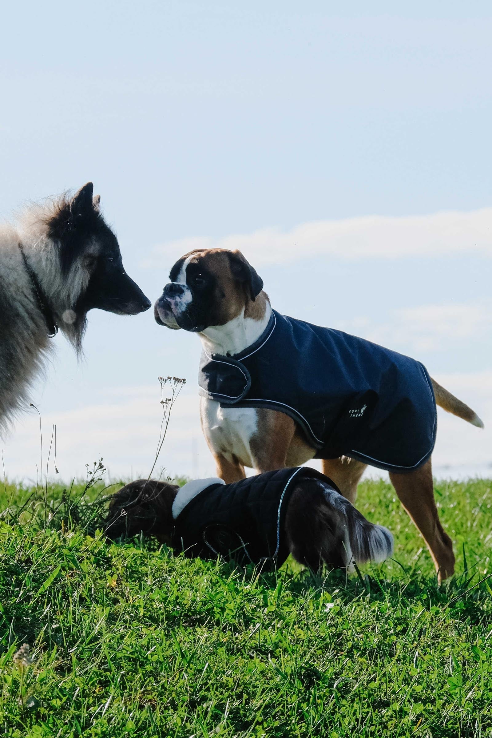 EQUITHÈME TYREX 600D Dog Rug, 220 g Dog Accesories