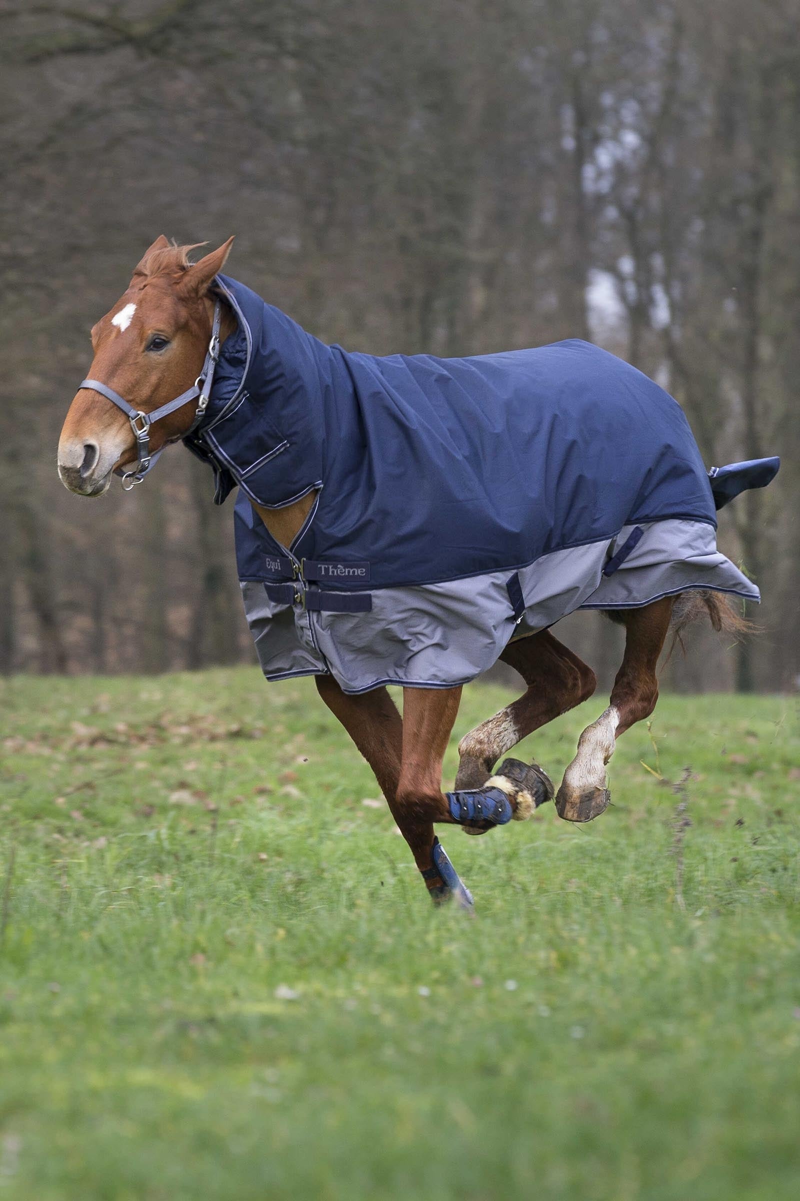 EQUITHÈME TYREX 600D Combo Rug, 200 g Horse Rugs