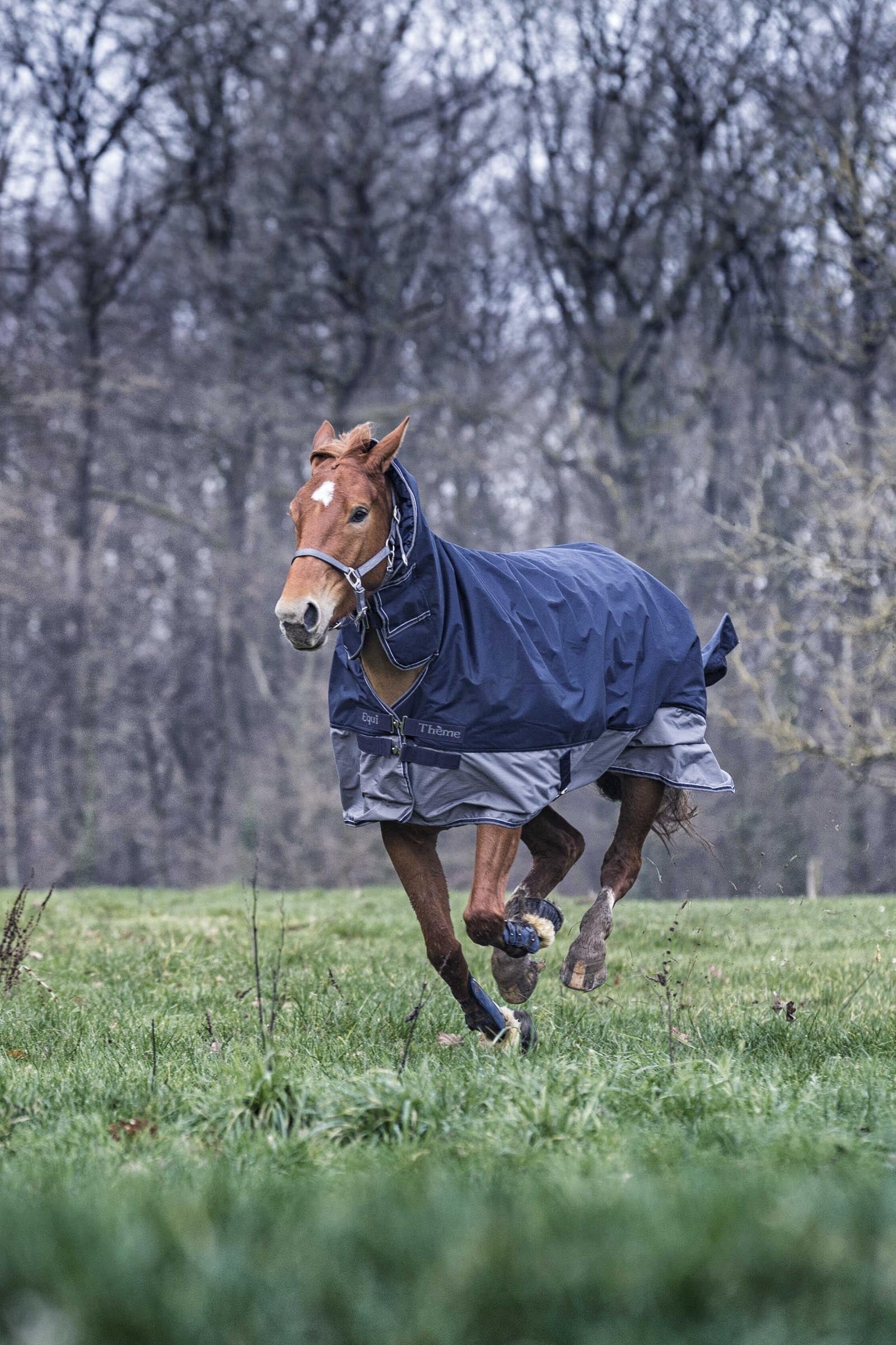EQUITHÈME TYREX 600D Combo Rug, 200 g Horse Rugs