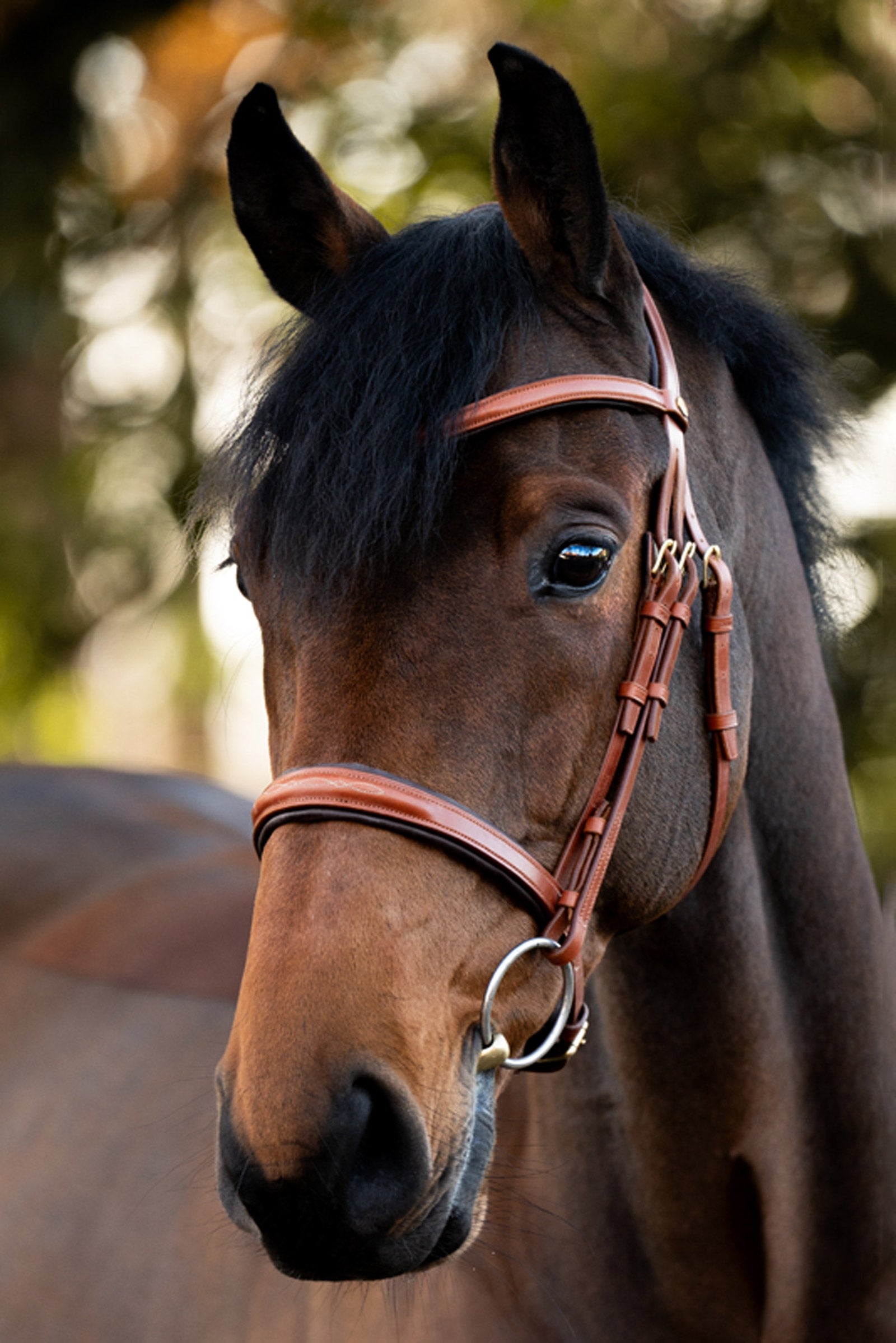 Kavalkade Robin English Bridle Bridles & Reins