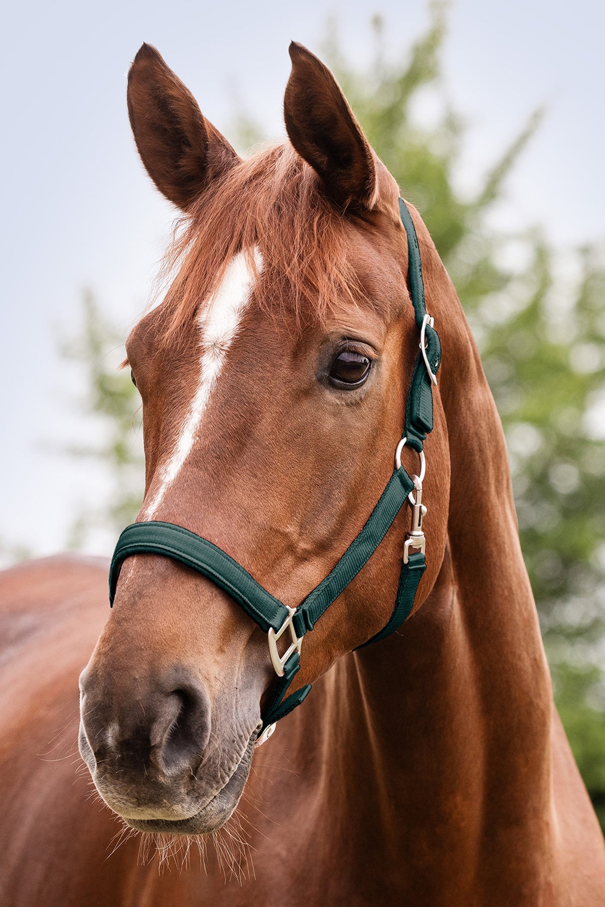 Waldhausen Perlon Satin Halter Halters & Leads