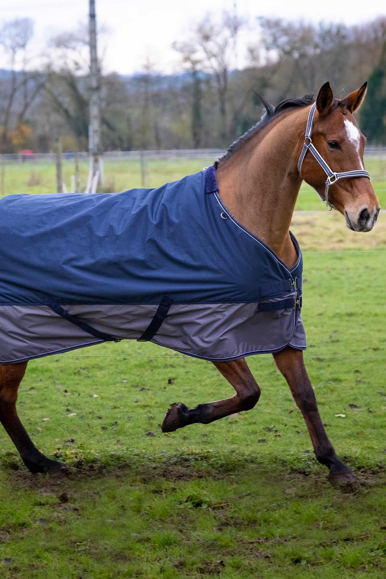 EQUITHÈME TYREX 600D Turnout Rug, 450 g Horse Rugs