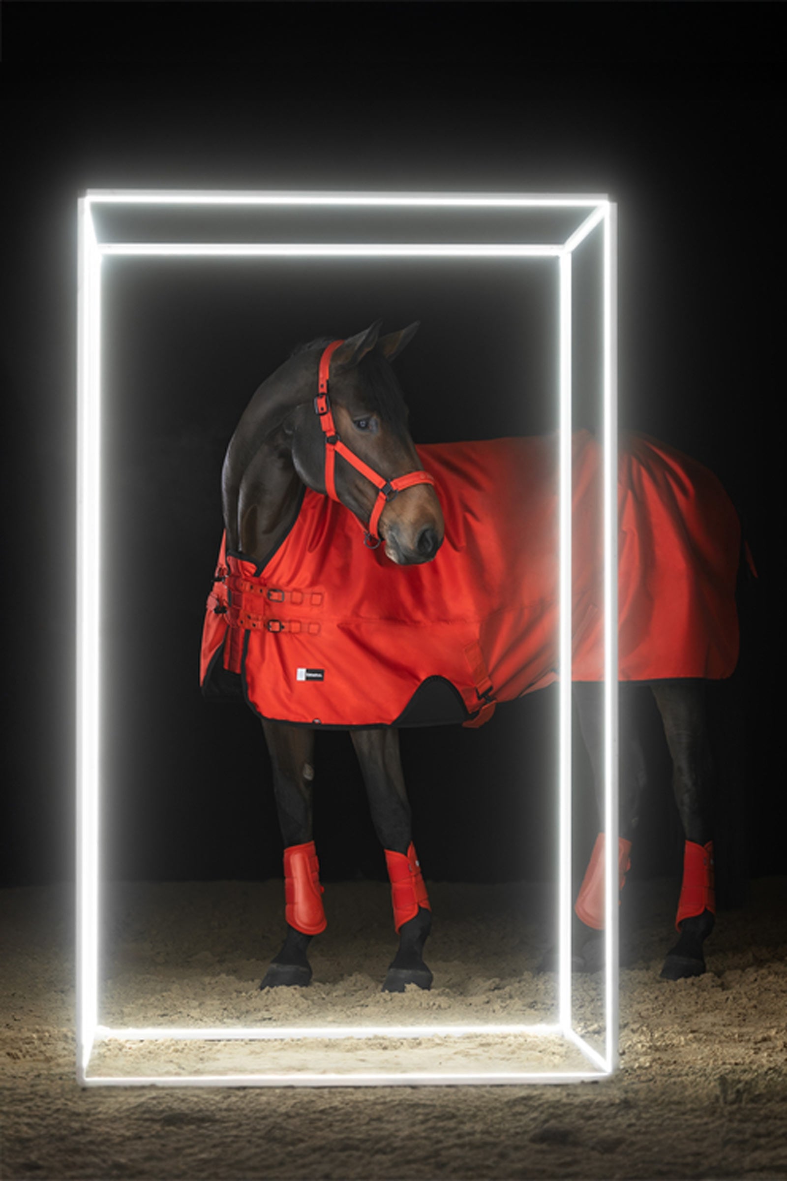 Eskadron Dynamics AW25 Beta Turnout Rug, 50 g Horse Rugs