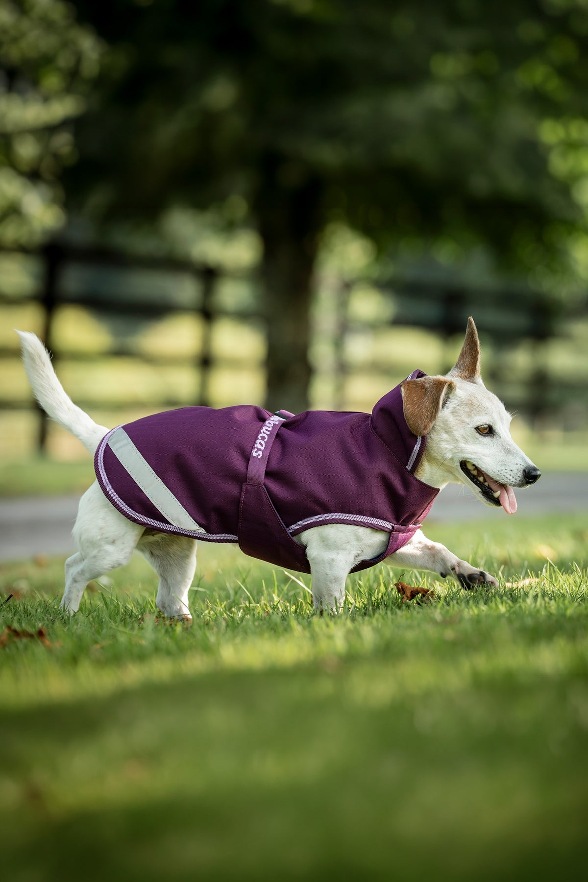 Bucas Freedom Dog Rug, 50g  (50-75 cm) Dog Accesories