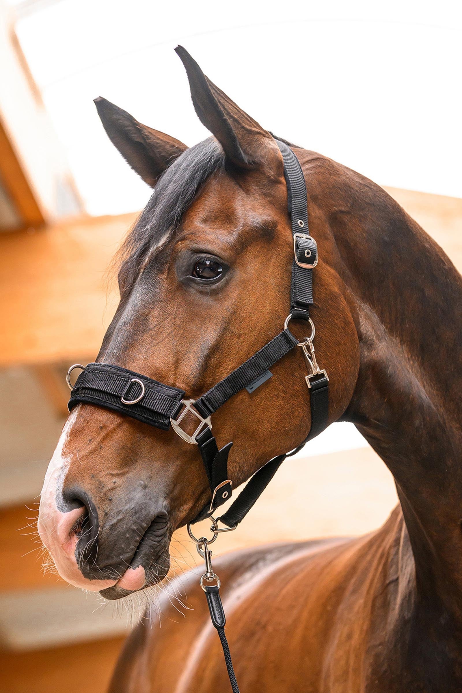 Waldhausen Economic Lunging Halter Halters & Leads