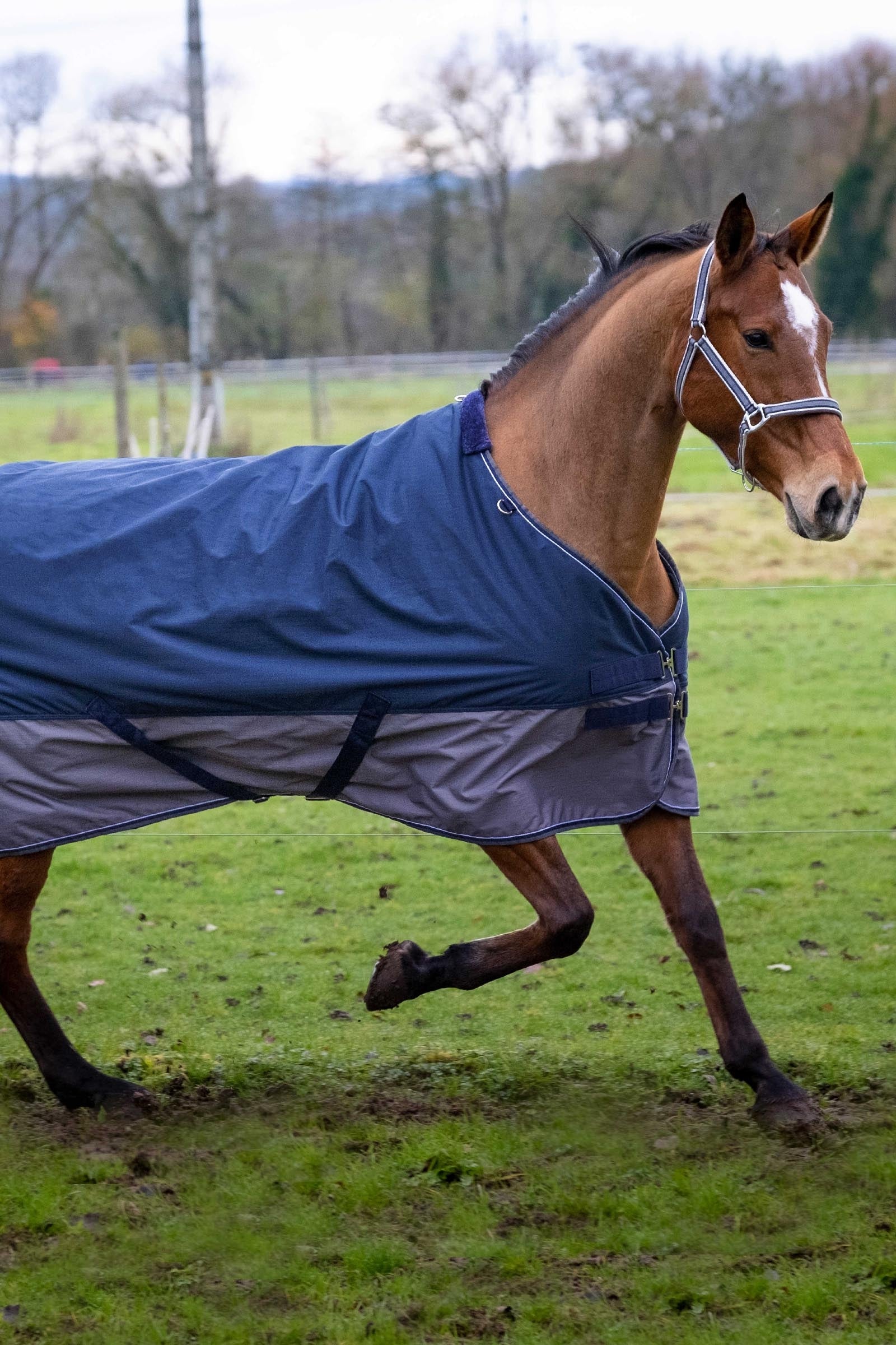 EQUITHÈME TYREX 600D Turnout Rug, 300 g Horse Rugs
