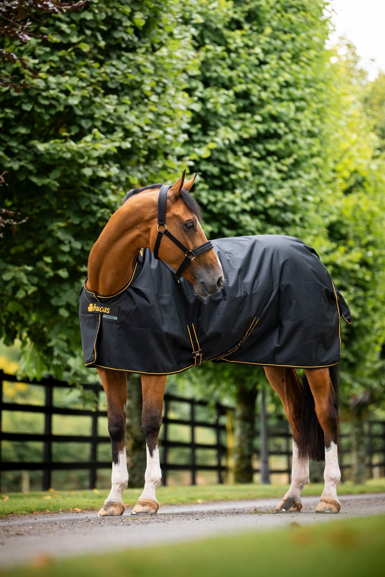 Bucas Irish Turnout Big Neck, 50g Horse Rugs