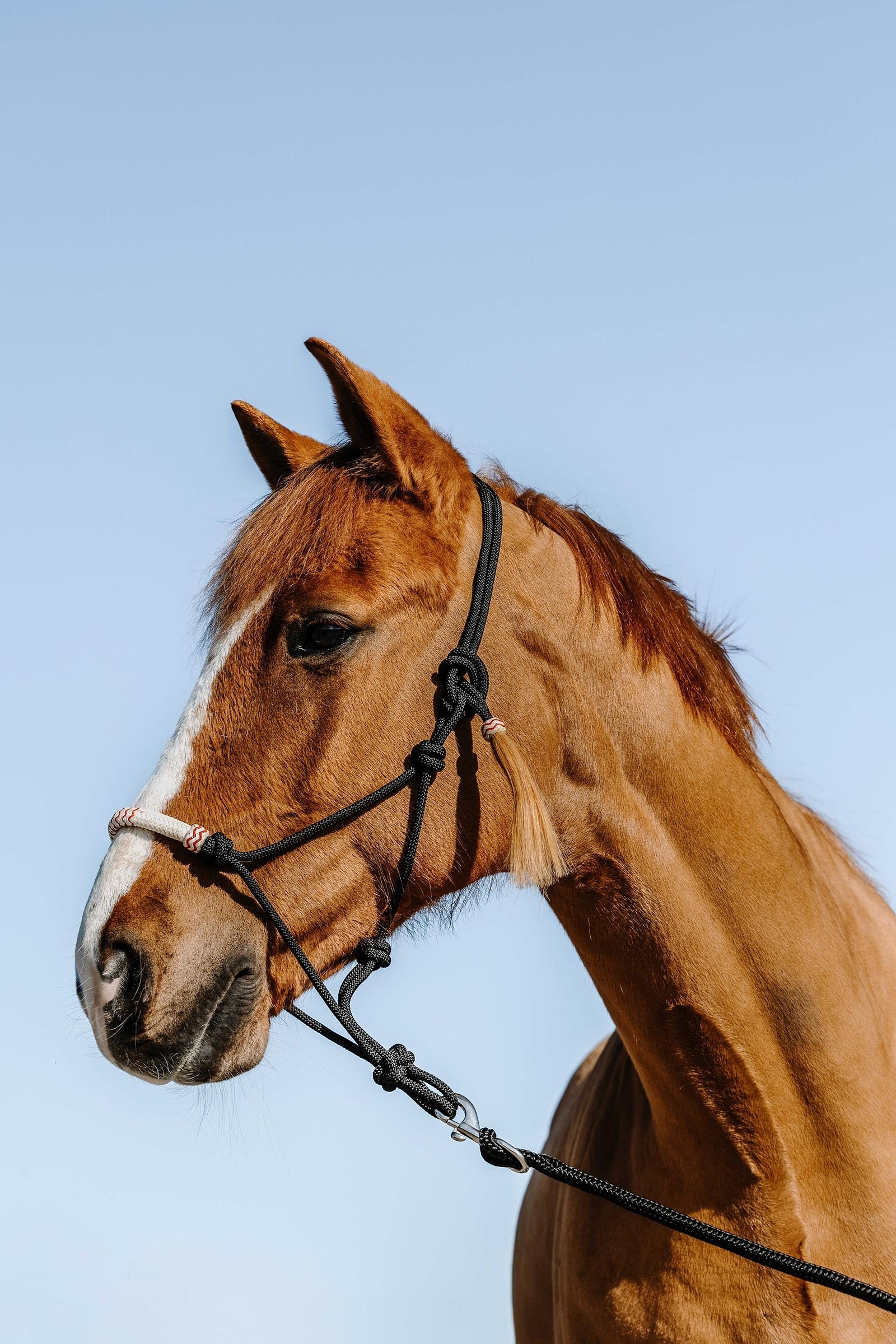 WESTRIDE Western Rope Halter Halters & Leads