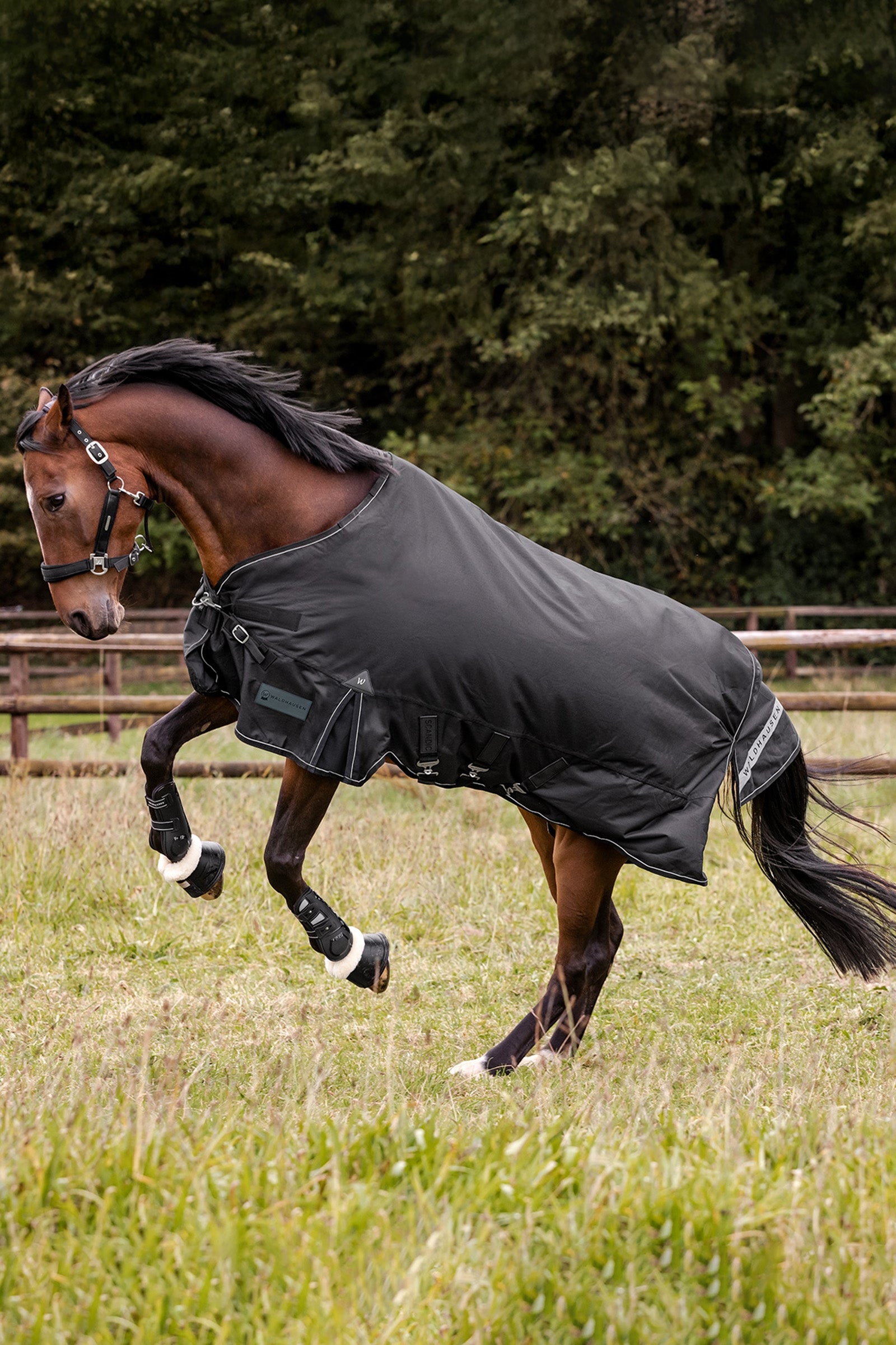 Waldhausen Outdoor Rug Scandic Multi-Layer 250 g/100 g Horse Rugs
