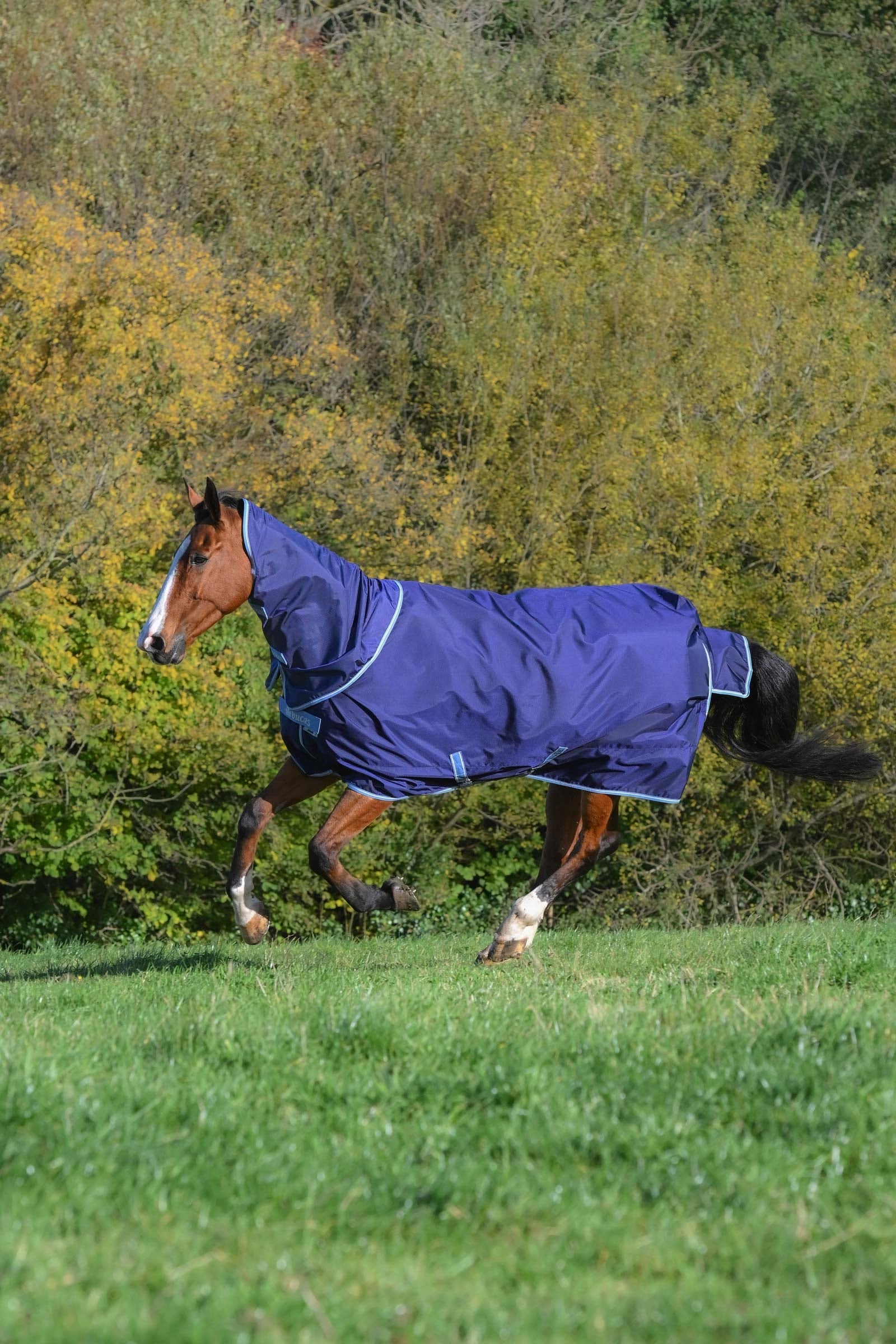 Bucas Atlantic Exclusive Rug & Neck Set Paardendekens