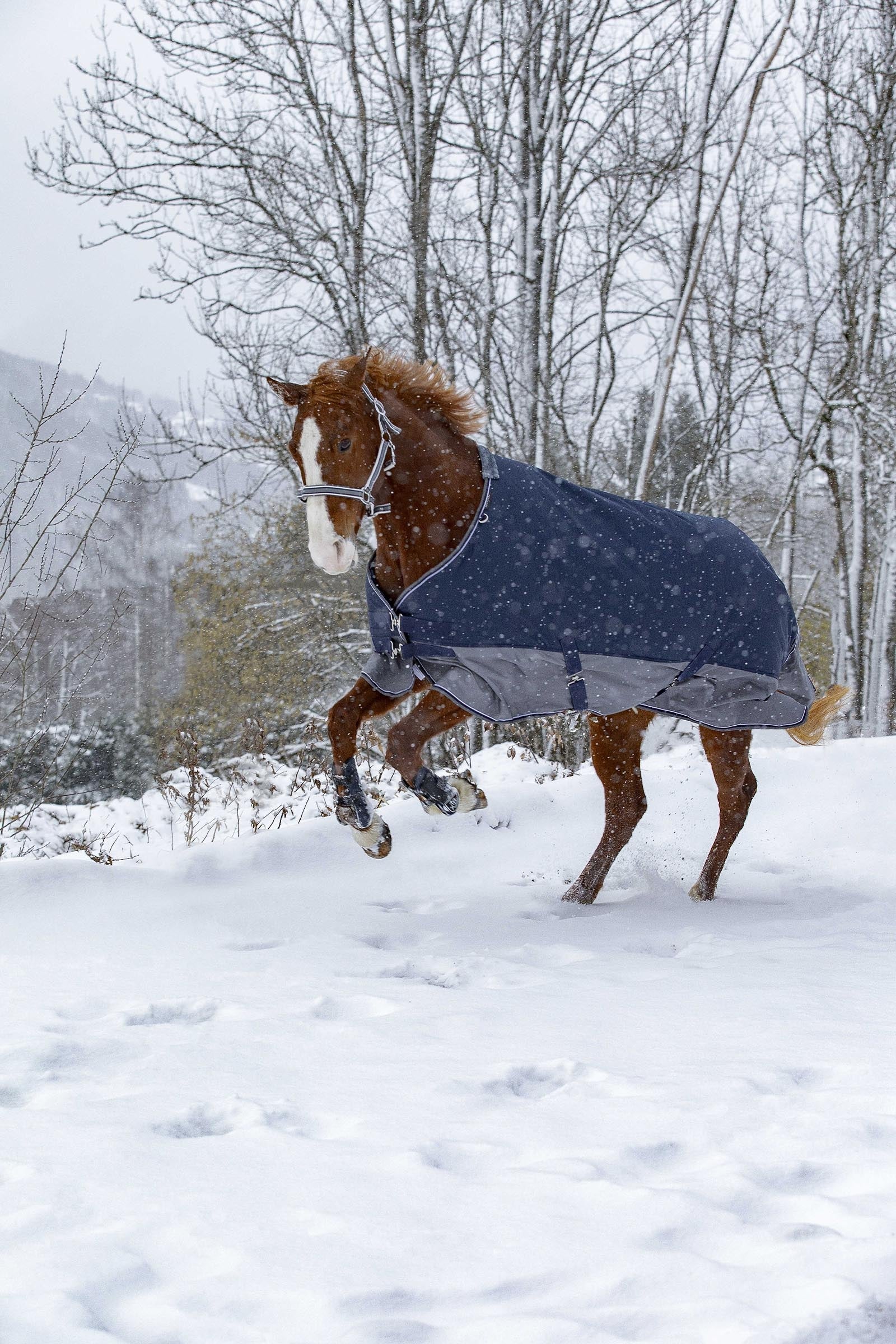 EQUITHÈME TYREX 600D Turnout Rug, 50 g Horse Rugs