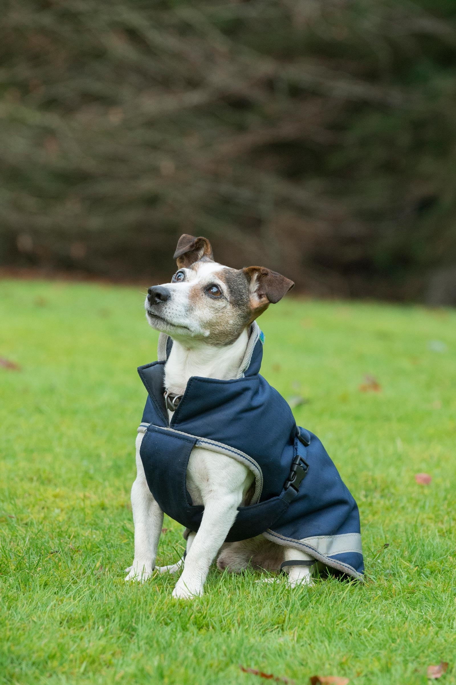 Bucas Freedom Dog Rug, 300g (30-45 cm) Dog Accesories
