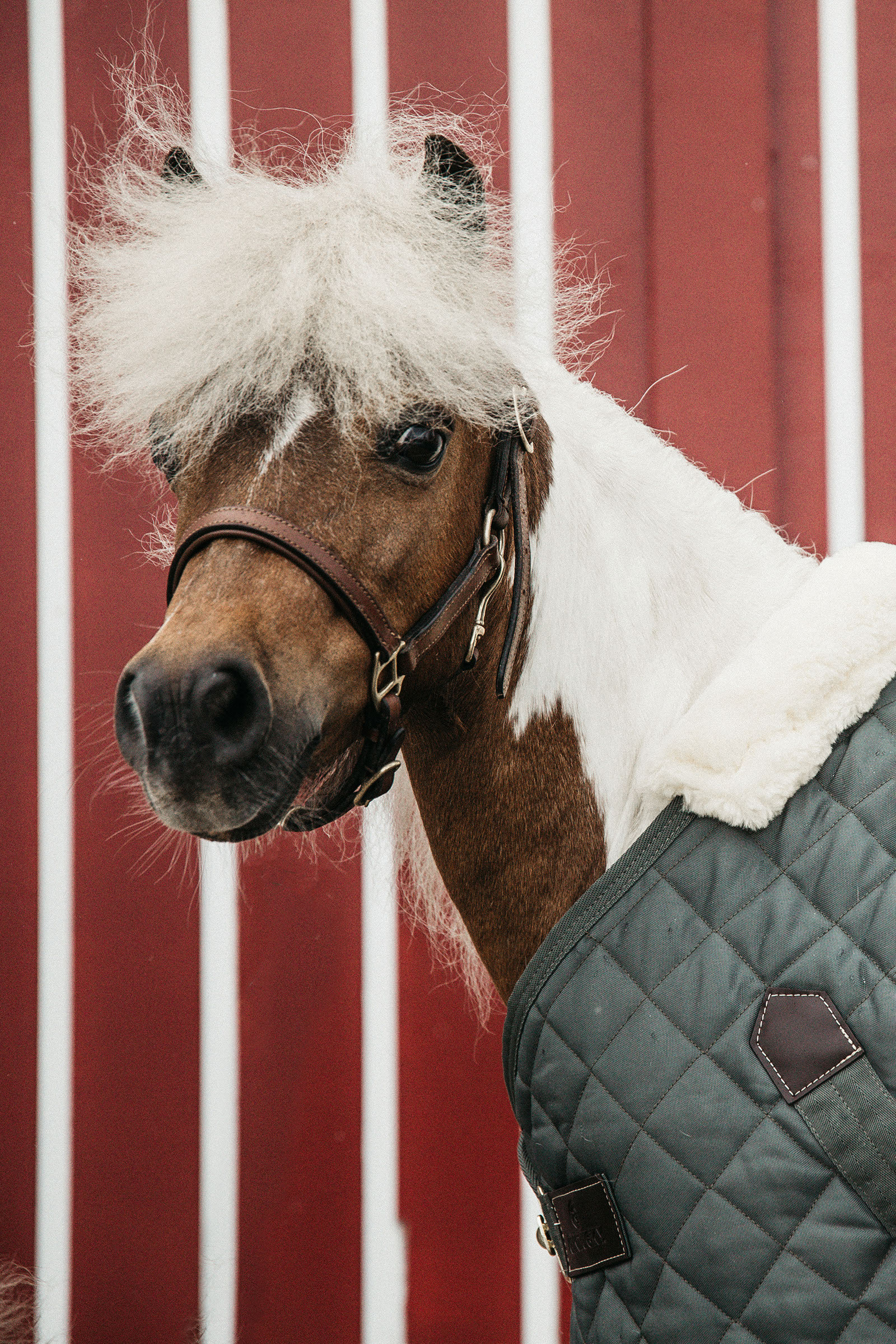 Verwijdering Schuldenaar Mail Koop Kentucky Horsewear staldeken 400g | horze.nl