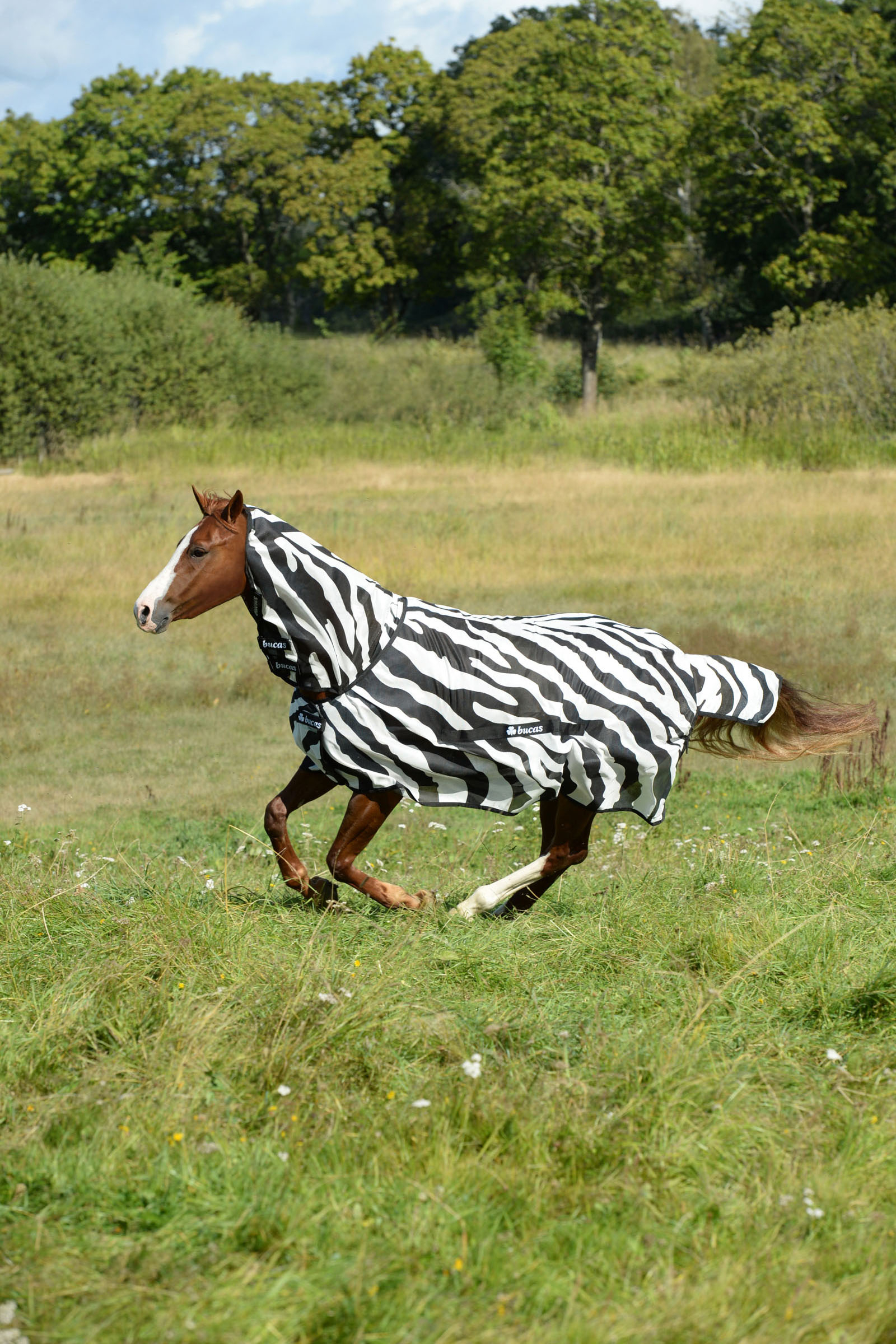 Koop Bucas Zebra deken | horze.nl